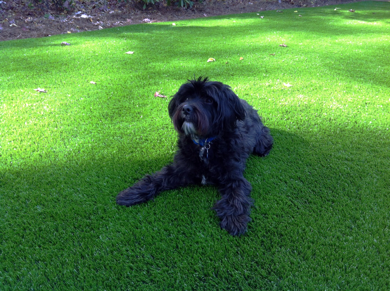 Synthetic Turf International Reports Growing Use of Synthetic Turf for Pets